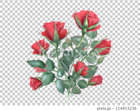 Red rose bouquet. Elegant flowers and green leaves on stem. Romantic flower. Vintage realistic botanical roses. Watercolor illustration of summer romantic plants. For wedding greeting, for memory day 114853236