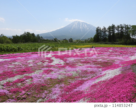 ピンクの絨毯・倶知安町のシバザクラ庭園 114853247