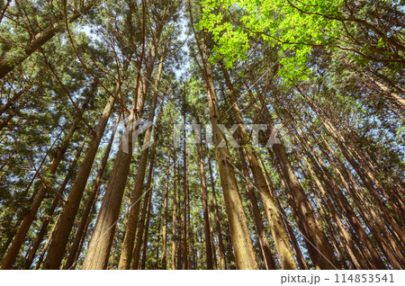 埼玉奥武蔵・伊豆ヶ岳の新緑(環境・エコ・マイナスイオン・癒しイメージ) 埼玉奥武蔵・伊豆ヶ岳の新緑(環境・エコ・マイナスイオン・癒しイメージ) 114853541