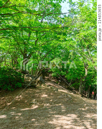 埼玉奥武蔵・伊豆ヶ岳山頂付近の新緑 114853655