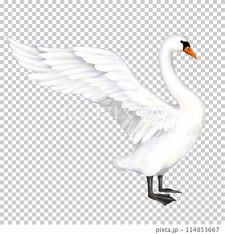 Illustration of a swan with spread wings 114853667