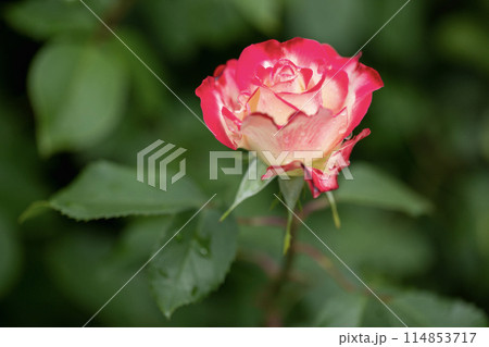 春バラ 114853717