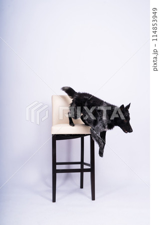 Black White Dog on back brick wall, mudi, studio shot Black White Dog on back brick wall, mudi, studio shot 114853949