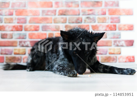 Black White Dog on back brick wall, mudi, studio shot 114853951