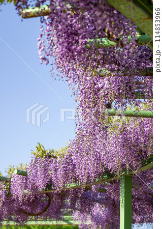 青空に映える満開の藤の花 114853966