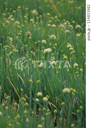 玉ネギの栽培 玉ネギの栽培 114853982