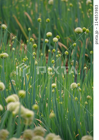 玉ネギの栽培 114853983