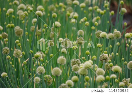 玉ネギの栽培 114853985