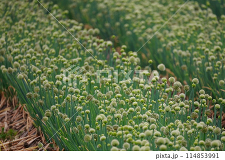 玉ネギの栽培 114853991