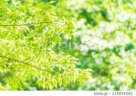 新緑 爽やか春の芽吹き 新緑 爽やか春の芽吹き 114854392