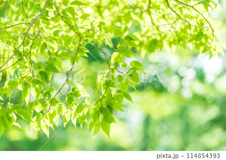 新緑　爽やか春の芽吹き 114854393