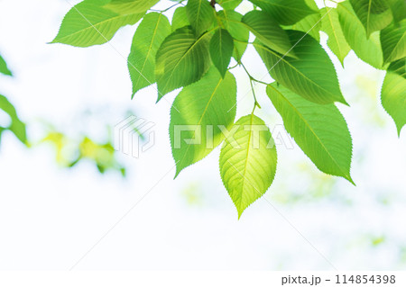 新緑 爽やか春の芽吹き 新緑 爽やか春の芽吹き 114854398