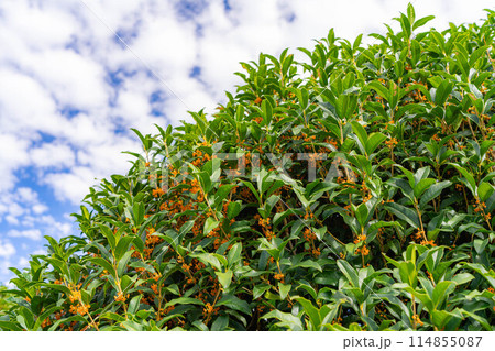 【秋の花素材】金木犀【長野県】 【秋の花素材】金木犀【長野県】 114855087