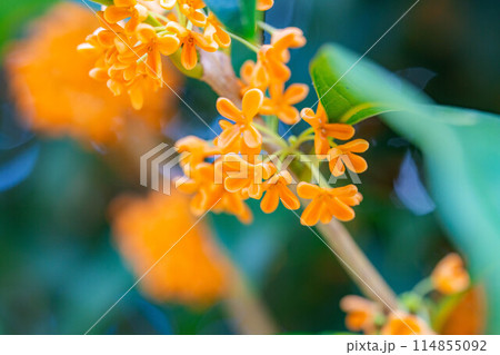【秋の花素材】金木犀【長野県】 114855092