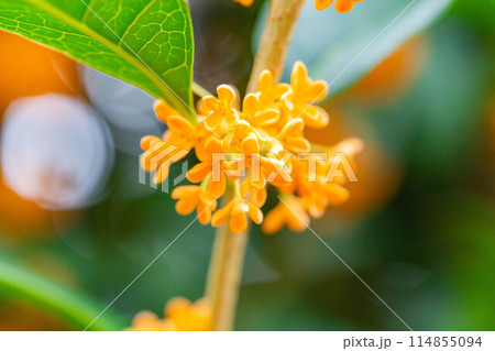 【秋の花素材】金木犀【長野県】 114855094