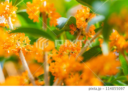 【秋の花素材】金木犀【長野県】 114855097
