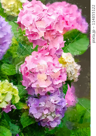 【梅雨素材】アジサイの花・水彩画調【長野県】 【梅雨素材】アジサイの花・水彩画調【長野県】 114855122