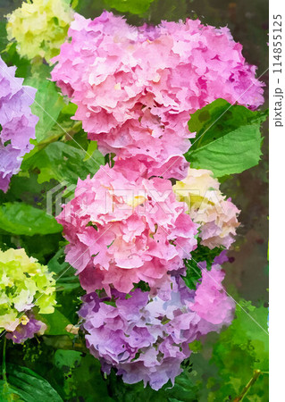 【梅雨素材】アジサイの花・水彩画調【長野県】 114855125