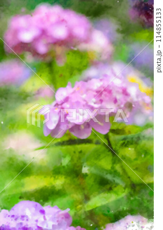 【梅雨素材】アジサイの花・水彩画調【長野県】 【梅雨素材】アジサイの花・水彩画調【長野県】 114855133