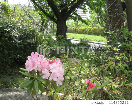 こじま花の会花畑に咲く大きい奇麗なシャクナゲの花 こじま花の会花畑に咲く大きい奇麗なシャクナゲの花 114855231