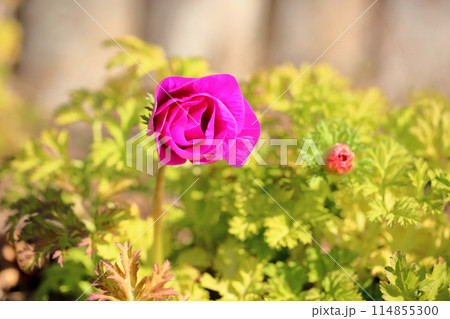 アネモネの花 アネモネの花 114855300
