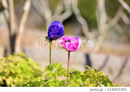 アネモネの花 アネモネの花 114855303