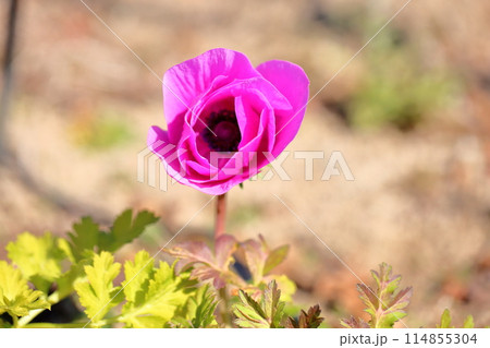 アネモネの花 アネモネの花 114855304