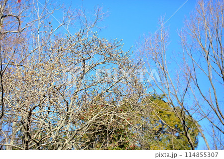 サラサモクレンの蕾 サラサモクレンの蕾 114855307