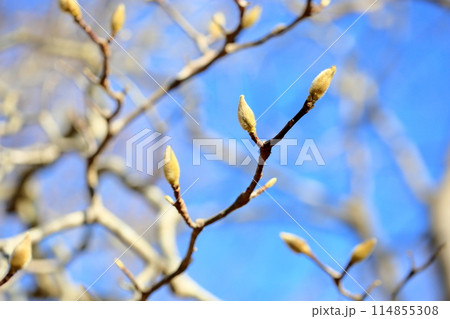 サラサモクレンの蕾 サラサモクレンの蕾 114855308