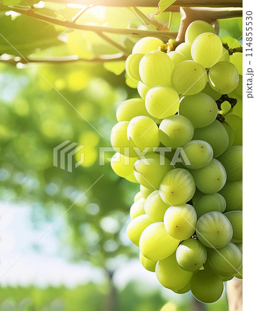 シャインマスカット シャインマスカット 114855530