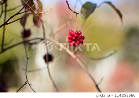 ビナンカズラの実 ビナンカズラの実 114855660