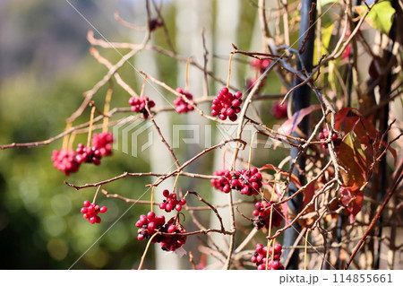 ビナンカズラの実 ビナンカズラの実 114855661
