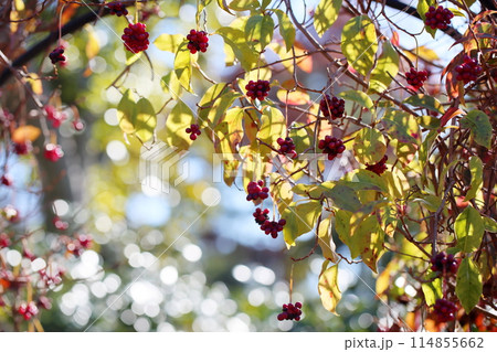 ビナンカズラの実 ビナンカズラの実 114855662