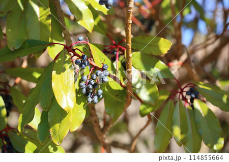 ユズリハの実 114855664