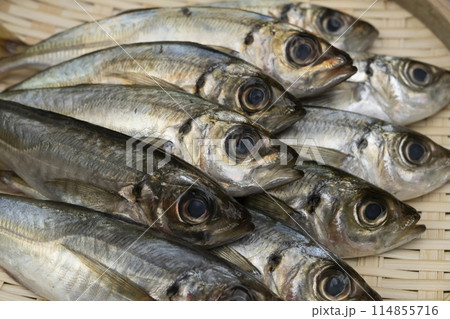 真鯵 小アジ 豆アジ 真鯵 小アジ 豆アジ 114855716