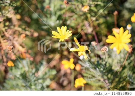 ユリオプスデージーの花 ユリオプスデージーの花 114855980