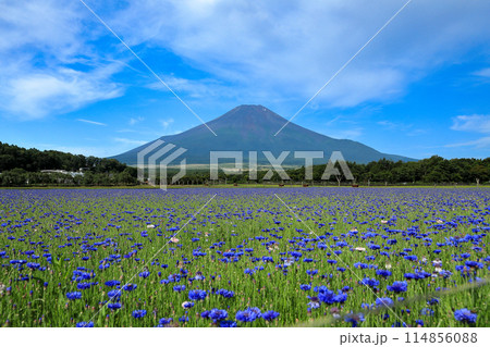 矢車菊咲く山中湖花の都公園から望む富士山 114856088