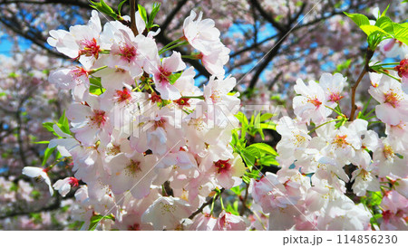 2024年春のソメイヨシノの美しい風景 2024年春のソメイヨシノの美しい風景 114856230