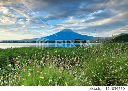 朝焼けのガウラ咲く河口湖大石公園から笠富士を望む　山梨県河口湖町 114856280