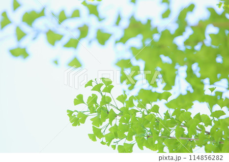 新緑のイチョウ 【空背景】 114856282