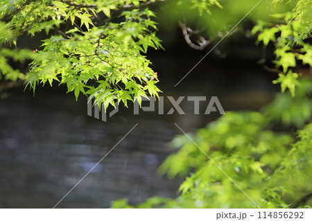池のほとりの新緑のカエデ 池のほとりの新緑のカエデ 114856292