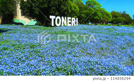 都立舎人公園(東京都足立区)のネモフィラ畑のきれいな風景 都立舎人公園(東京都足立区)のネモフィラ畑のきれいな風景 114856294