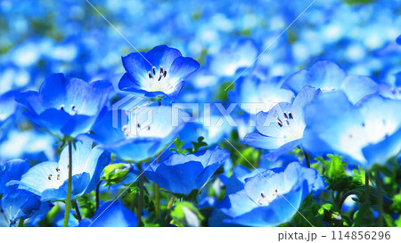都立舎人公園(東京都足立区)のネモフィラ畑のきれいな風景 都立舎人公園(東京都足立区)のネモフィラ畑のきれいな風景 114856296