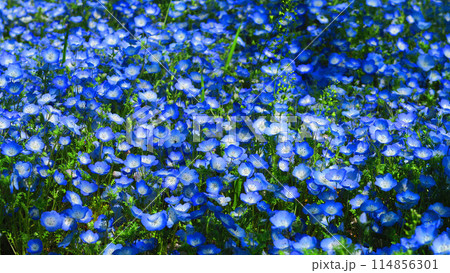 都立舎人公園（東京都足立区）のネモフィラ畑のきれいな風景 114856301