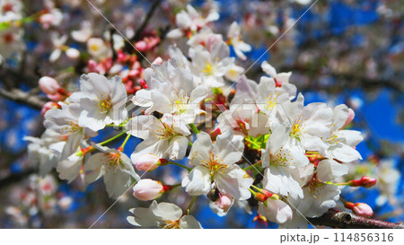 2024年春のソメイヨシノと青空の美しい風景 2024年春のソメイヨシノと青空の美しい風景 114856316