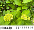 紫陽花の蕾 114856346