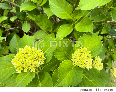 紫陽花の蕾 紫陽花の蕾 114856346