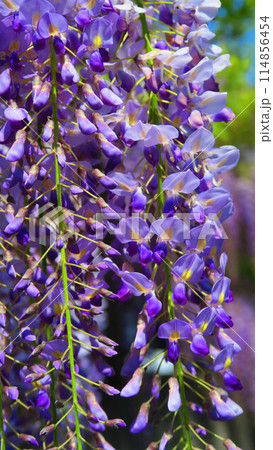 2024年春のフジの花と青空の美しい風景 2024年春のフジの花と青空の美しい風景 114856454
