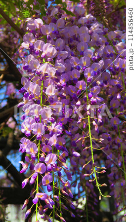 2024年春のフジの花と青空の美しい風景 114856460