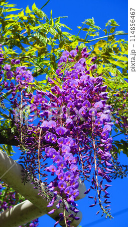 2024年春のフジの花と青空の美しい風景 114856467